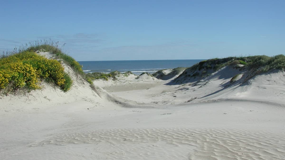 Vegetated dunes with the Gulf of Mexico beyond at Padre Island National Seashore